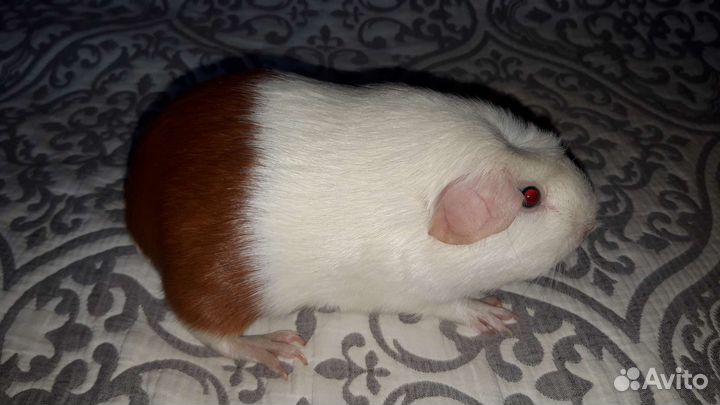 Морские свинки цветной крестед