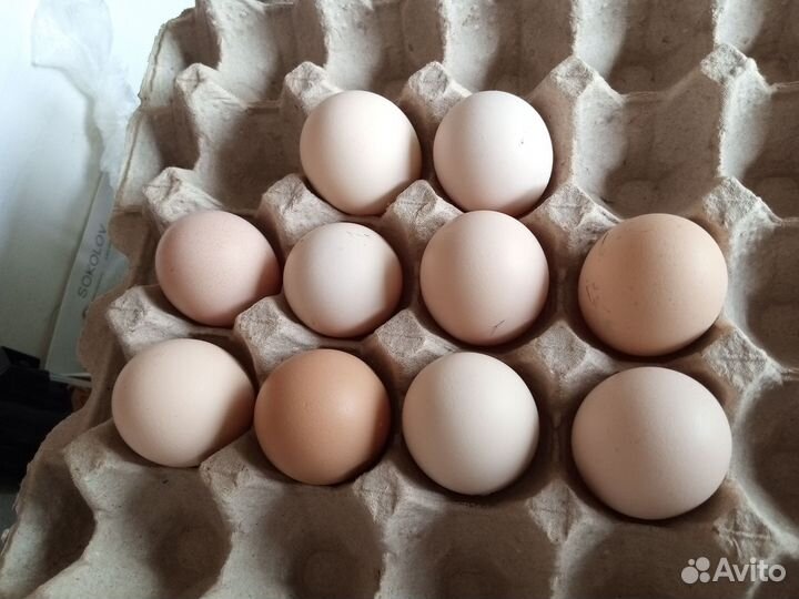 Домашние куриные яйца на инкубацию