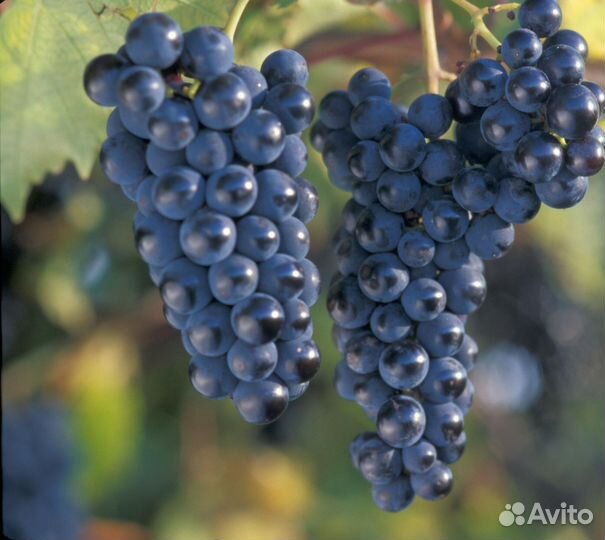 Черенки винограда 