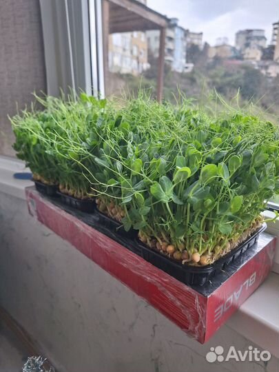 Микрозелень гороха