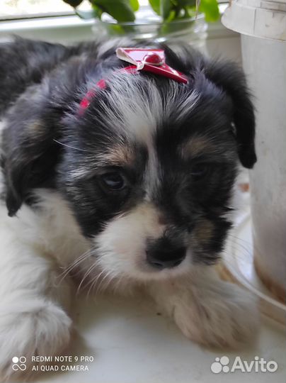 Щенки Бивер-Йорка