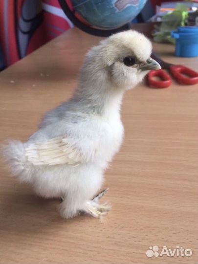 Цыплята китайской шелковой курицы