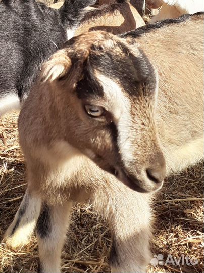 Козочки Ламанча