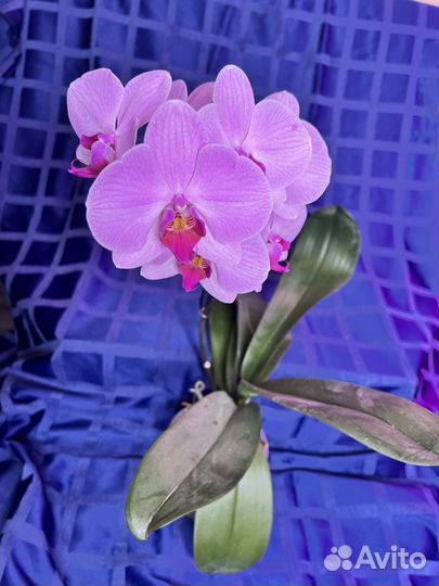 Орхидея фаленопсис