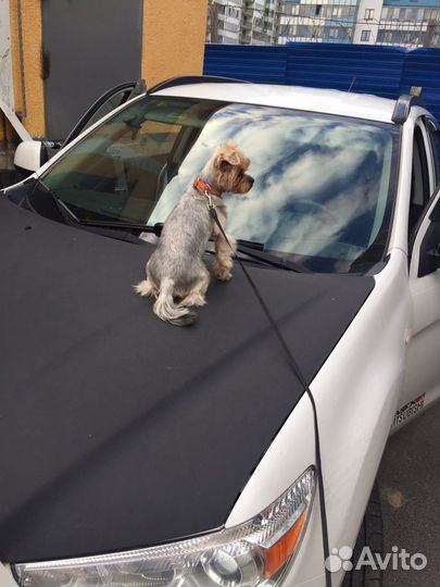 Вязка йоркширский терьер