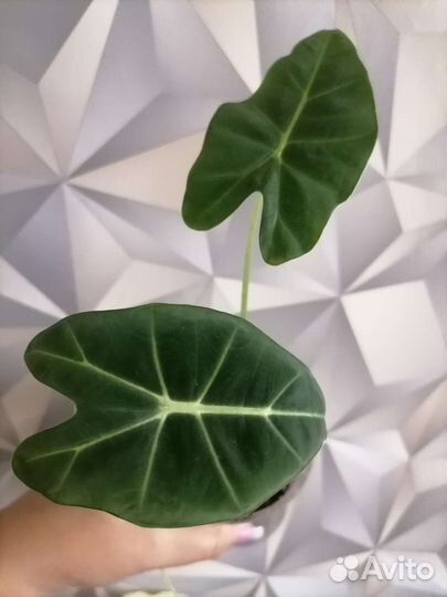 Алоказии разные