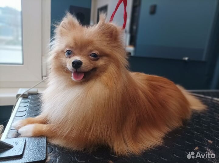 Модели для груминга