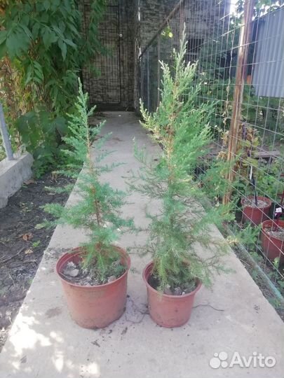 Можжевельник