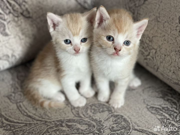 Кошка в дар бесплатно