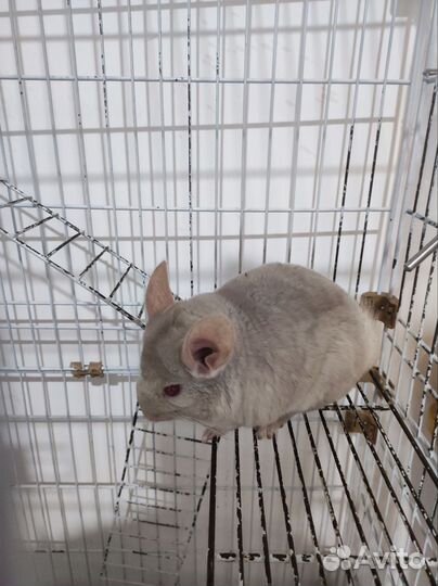 Шиншилла девочка