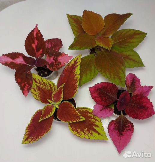 Колеусы вегетативные