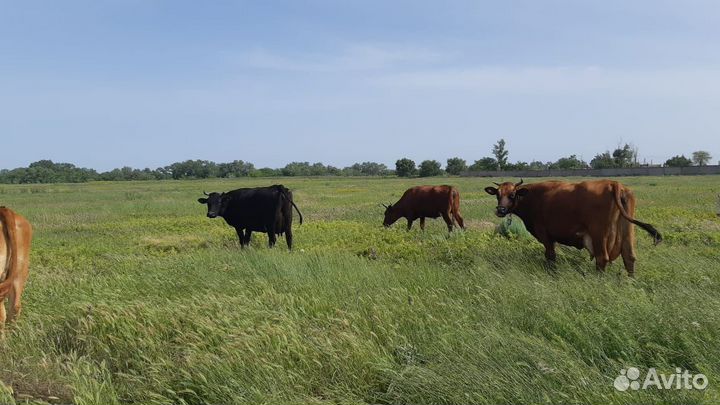 Коровы дойные молочные