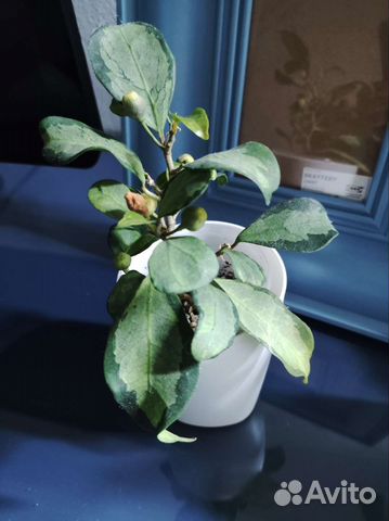 Фикус диверсифолия вариегатная купить в Ярославле | Товары для дома и ...