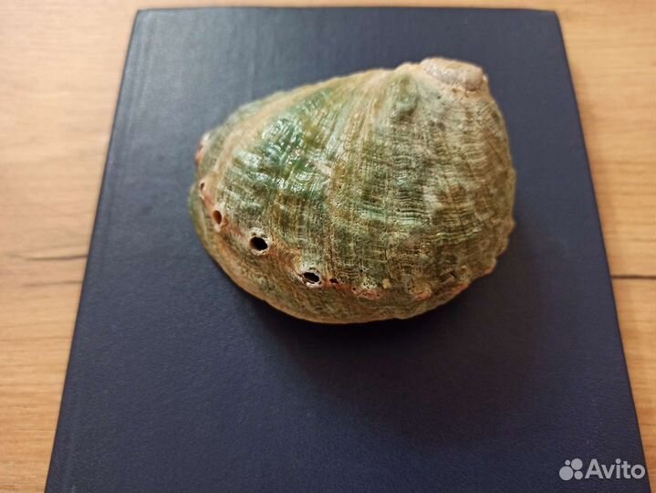 Морская раковина