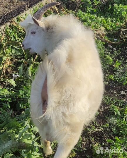 Козел зааненский