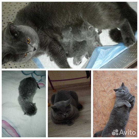 Британские котята