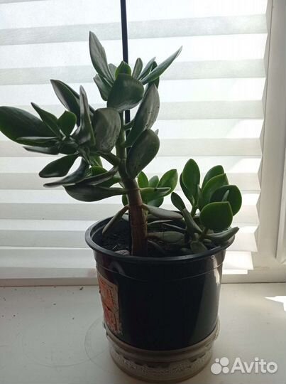 Толстянка (Денежное дерево)