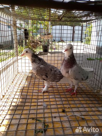 Бакинские голуби