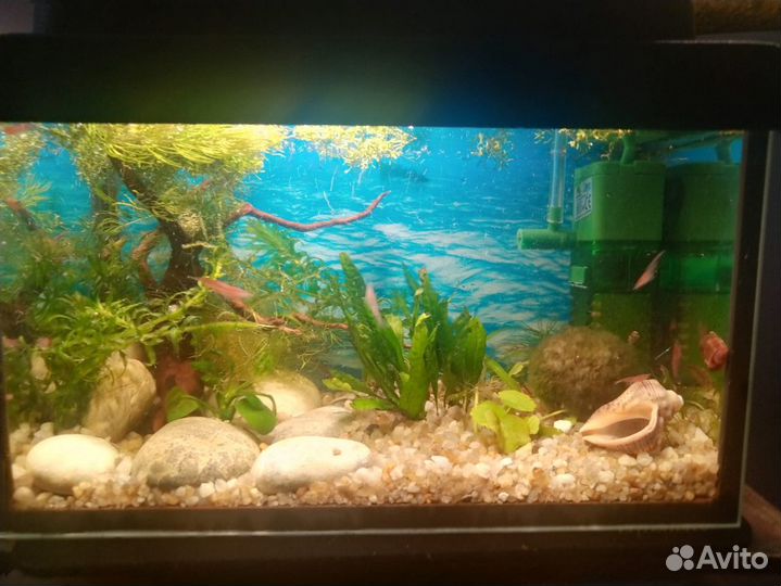 Аквариум, креветочник, идеальный подарок