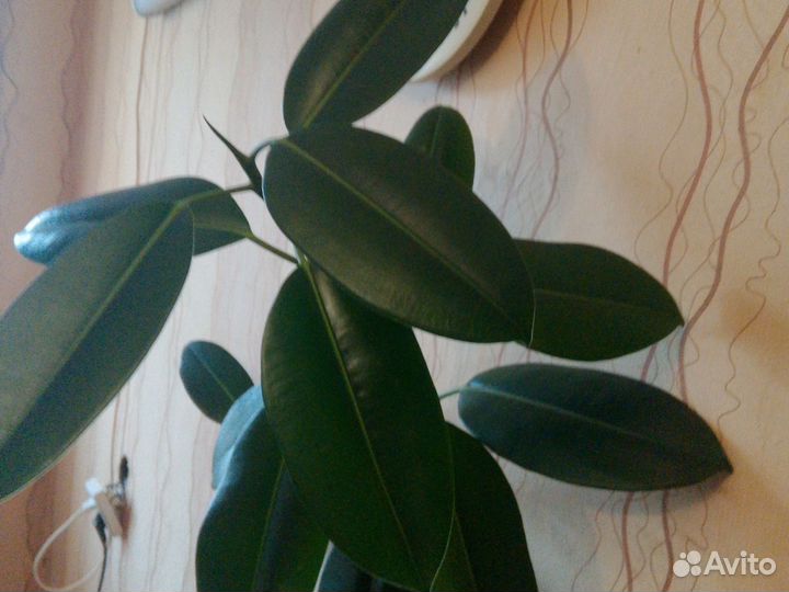 Фикус каучуконосный