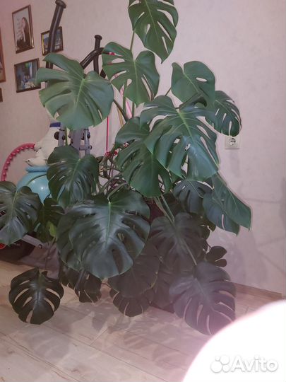 Продам цветы монстера
