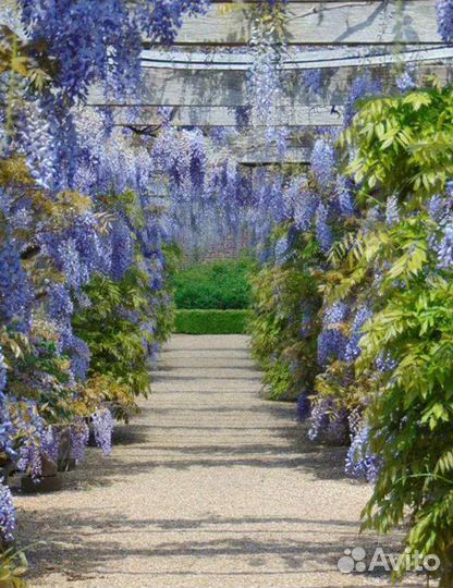 Глициния саженцы