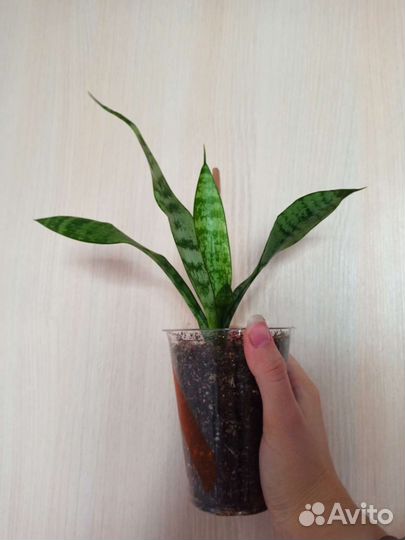 Сансевиерия щучий хвост