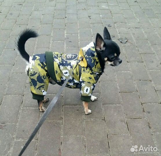 Одежда для маленьких собак