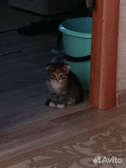 Котёнок бесплатно