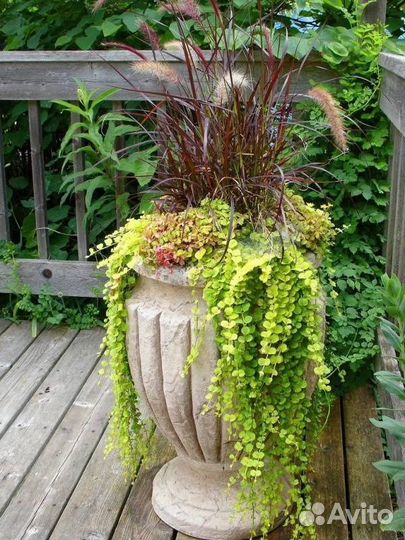 Вербейник монетный/монетчатый/ лизимахия