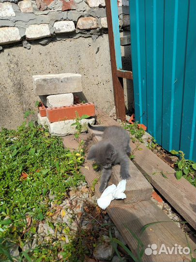 Кошка в дар