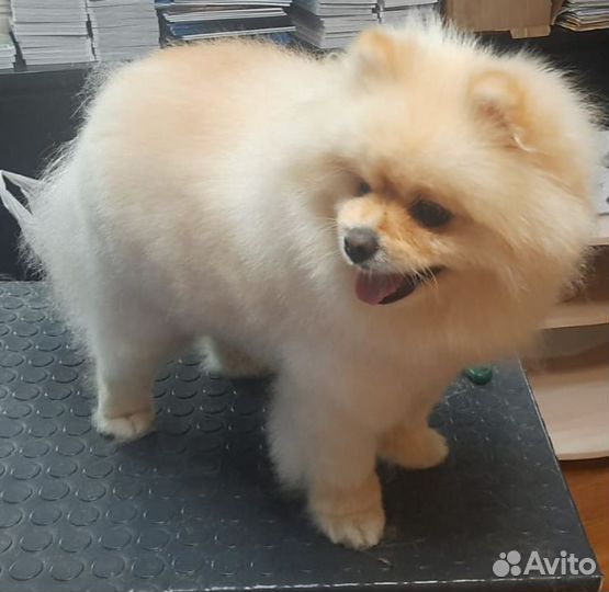 Груминг, стрижка собак