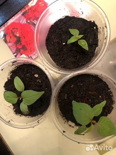 Целозия гребенчатая рассада Императрица