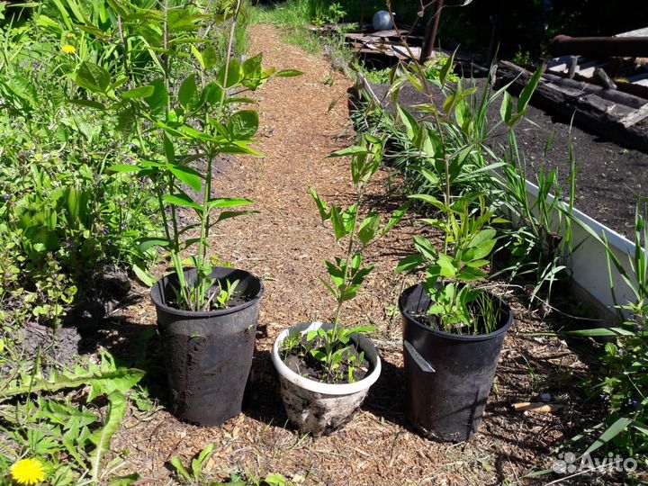 Клематис мелкоцветковый Ломонос