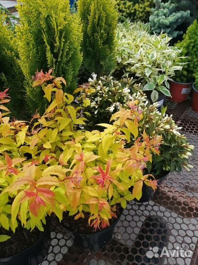 Хвойные и декоративные растения