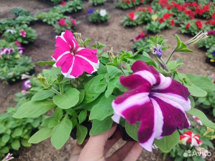 Петунии кустовые и ампельные тагетисы - бархатцы