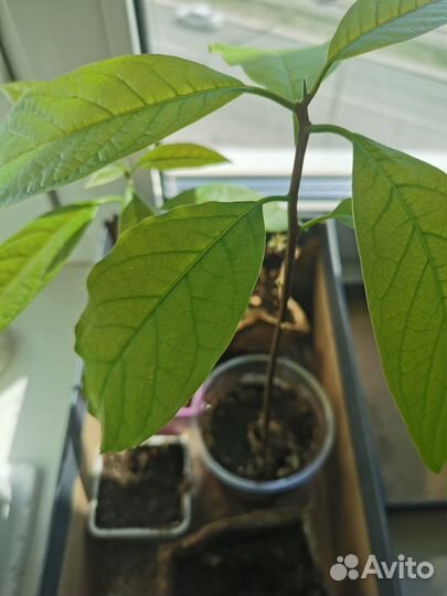 Авокадо растение