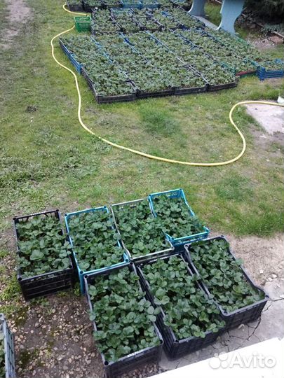 Рассада клубники