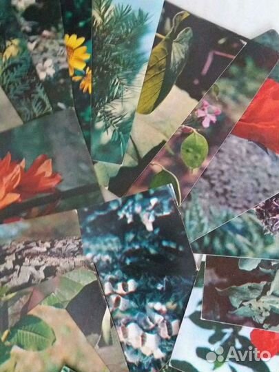 Растения из Красной книги СССР