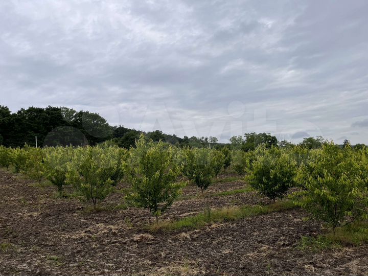 Участок 5,5 га (СНТ, ДНП)