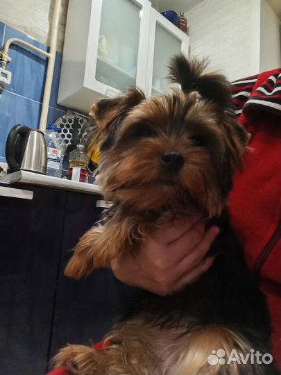 Йоркширский терьер мини девочка