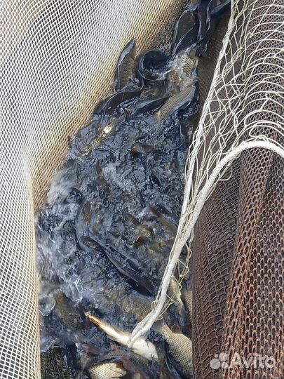 Живая рыба карп