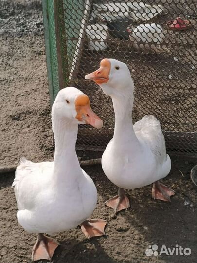 Яйцо гусиное, гуси