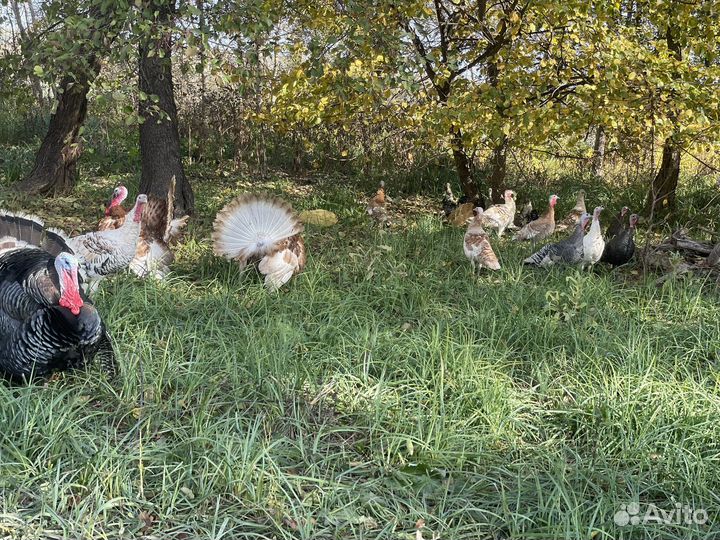 Индюки индюшки