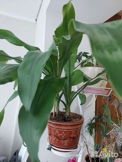 Драцена, дерево счастья