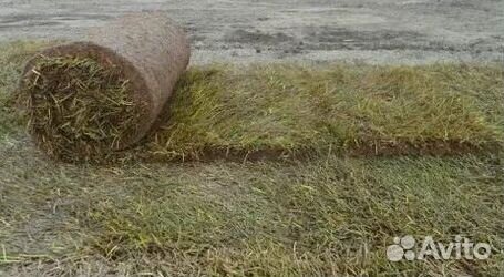 Рулонный газон