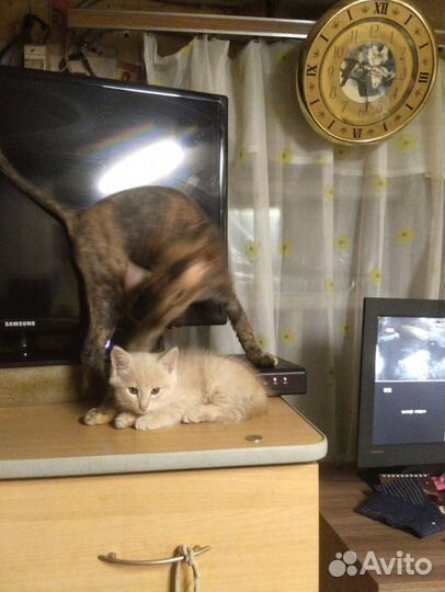 Кошка в дар