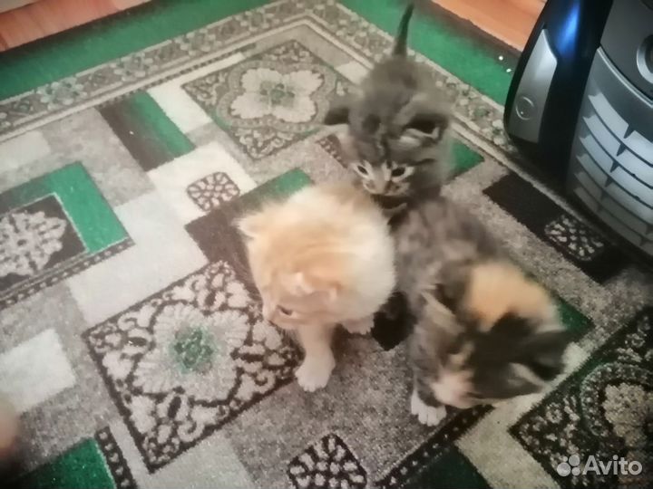 Котята в добрые руки