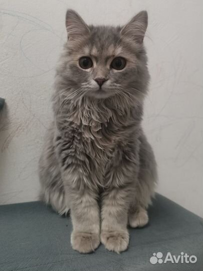 Кошка бобтейл