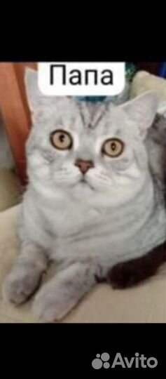 Шотландские котята